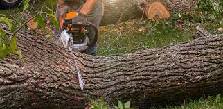 How Our Tree Care Process Works  in  Ridge Manor, FL