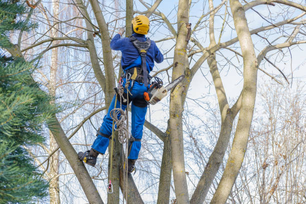 Best Root Management and Removal  in Ridge Manor, FL