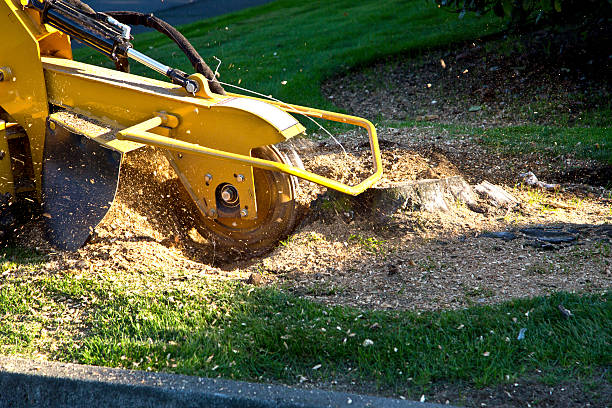 Lawn Renovation and Restoration in Ridge Manor, FL