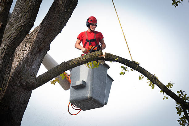 Best Palm Tree Trimming  in Ridge Manor, FL