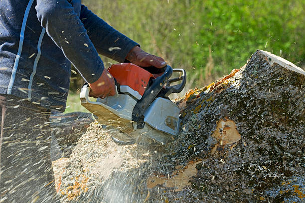 Best Tree Preservation Services  in Ridge Manor, FL